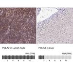 POLA2 Antibody in Immunohistochemistry (IHC)