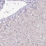 POLA2 Antibody in Immunohistochemistry (IHC)