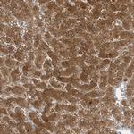 PCBD1 Antibody in Immunohistochemistry (Paraffin) (IHC (P))