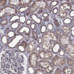 ARHGEF28 Antibody in Immunohistochemistry (IHC)