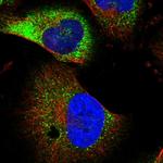 NEURL1B Antibody in Immunocytochemistry (ICC/IF)