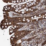 NEURL1B Antibody in Immunohistochemistry (Paraffin) (IHC (P))