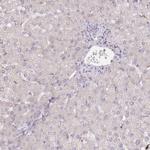 Rbm20 Antibody in Immunohistochemistry (Paraffin) (IHC (P))