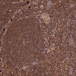 LSG1 Antibody in Immunohistochemistry (Paraffin) (IHC (P))