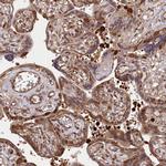 LSG1 Antibody in Immunohistochemistry (Paraffin) (IHC (P))