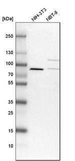 LSG1 Antibody in Western Blot (WB)