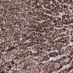 IGSF9 Antibody in Immunohistochemistry (Paraffin) (IHC (P))