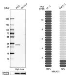 MBLAC2 Antibody