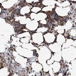 WDR36 Antibody in Immunohistochemistry (Paraffin) (IHC (P))