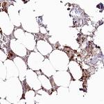 WDR36 Antibody in Immunohistochemistry (Paraffin) (IHC (P))