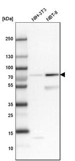 SNX18 Antibody in Western Blot (WB)