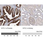 SYTL1 Antibody