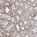 MTG1 Antibody in Immunohistochemistry (Paraffin) (IHC (P))