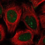 BEND7 Antibody in Immunocytochemistry (ICC/IF)