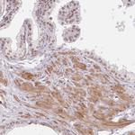 GCP2 Antibody in Immunohistochemistry (Paraffin) (IHC (P))