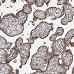 SERINC5 Antibody in Immunohistochemistry (IHC)