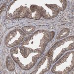 SERINC5 Antibody in Immunohistochemistry (IHC)