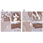 TAB182 Antibody in Immunohistochemistry (IHC)