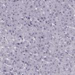 H1FOO Antibody in Immunohistochemistry (Paraffin) (IHC (P))