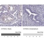 H1FOO Antibody in Immunohistochemistry (IHC)