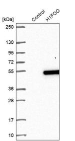 H1FOO Antibody in Western Blot (WB)