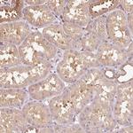 METAP1 Antibody in Immunohistochemistry (Paraffin) (IHC (P))