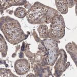 MEPE Antibody in Immunohistochemistry (Paraffin) (IHC (P))