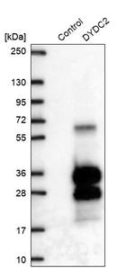 DYDC2 Antibody in Western Blot (WB)