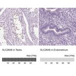 SLC26A8 Antibody in Immunohistochemistry (IHC)