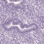 SLC26A8 Antibody in Immunohistochemistry (IHC)