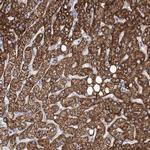 ANGPTL3 Antibody in Immunohistochemistry (Paraffin) (IHC (P))