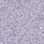 IZUMO1 Antibody in Immunohistochemistry (Paraffin) (IHC (P))