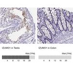 IZUMO1 Antibody in Immunohistochemistry (IHC)