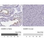 IZUMO1 Antibody