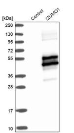 IZUMO1 Antibody in Western Blot (WB)