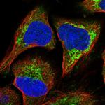 RASSF8 Antibody in Immunocytochemistry (ICC/IF)