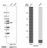 RASSF8 Antibody