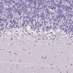 NRGN Antibody in Immunohistochemistry (Paraffin) (IHC (P))