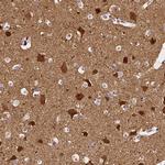 NRGN Antibody in Immunohistochemistry (Paraffin) (IHC (P))