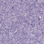 NRGN Antibody in Immunohistochemistry (Paraffin) (IHC (P))