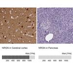 NRGN Antibody in Immunohistochemistry (IHC)