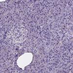 NRGN Antibody in Immunohistochemistry (IHC)