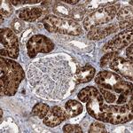 SUOX Antibody in Immunohistochemistry (IHC)