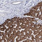 SUOX Antibody in Immunohistochemistry (Paraffin) (IHC (P))