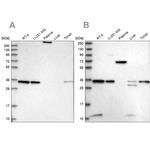 VPS37B Antibody in Western Blot (WB)