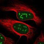 VGLL4 Antibody in Immunocytochemistry (ICC/IF)