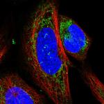 CHCHD5 Antibody in Immunocytochemistry (ICC/IF)