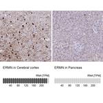 ERMN Antibody in Immunohistochemistry (IHC)