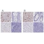 ERMN Antibody in Immunohistochemistry (IHC)