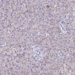 ERMN Antibody in Immunohistochemistry (IHC)